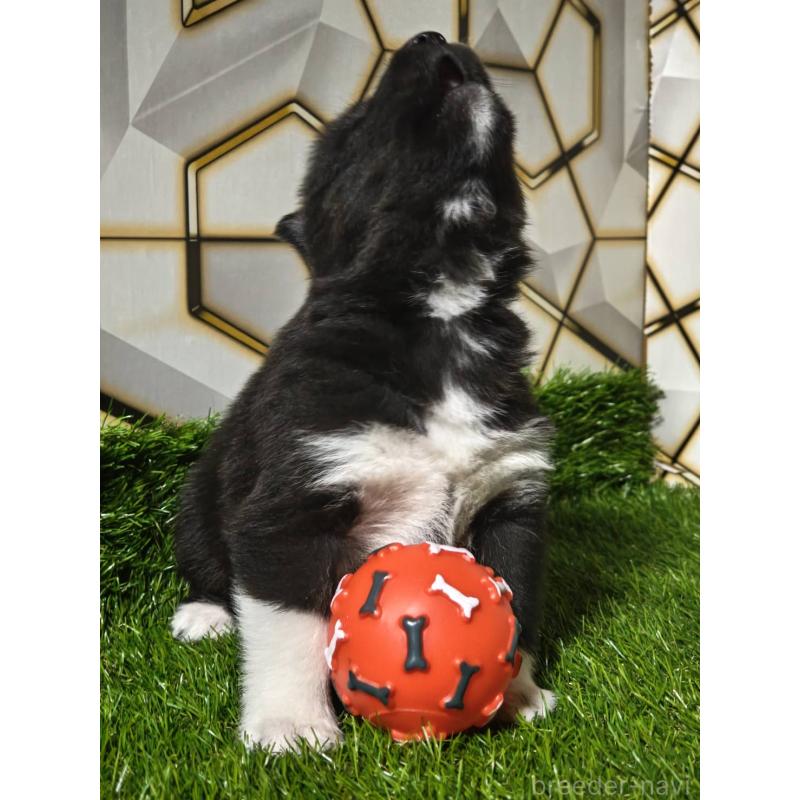 販売中の静岡県のシベリアンハスキー-448495の2枚目