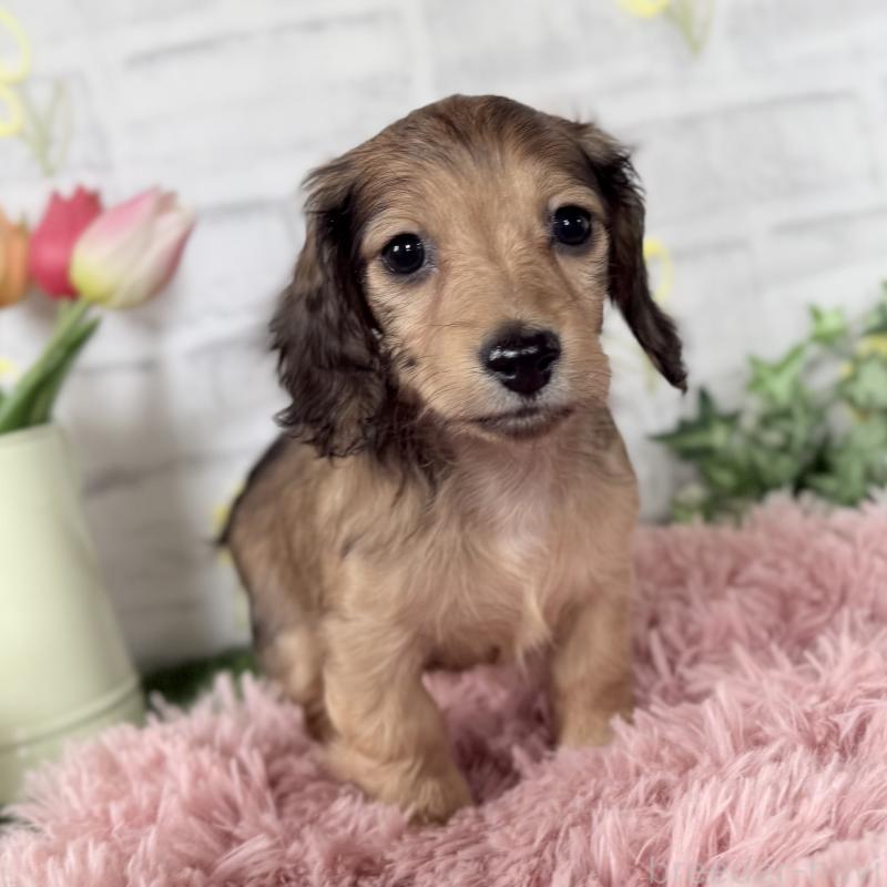 販売中の埼玉県のミニチュアダックスフンド(ロングヘアード)-448496の11枚目