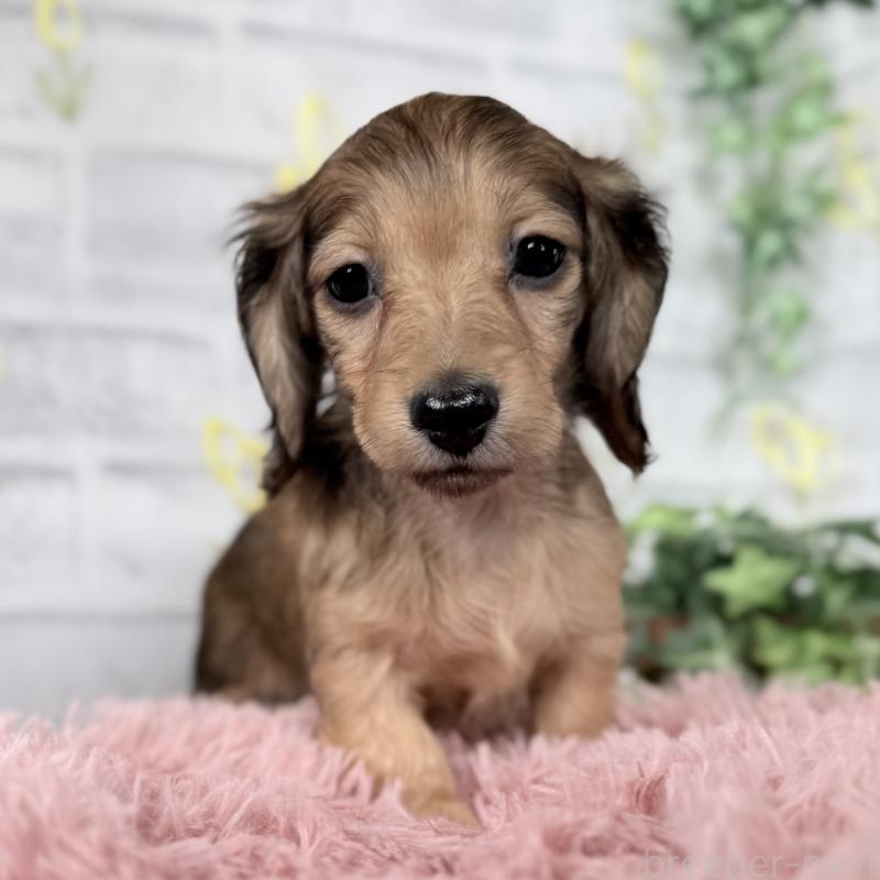 販売中の埼玉県のミニチュアダックスフンド(ロングヘアード)-448496の10枚目