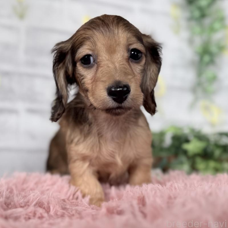 販売中の埼玉県のミニチュアダックスフンド(ロングヘアード)-448496の9枚目