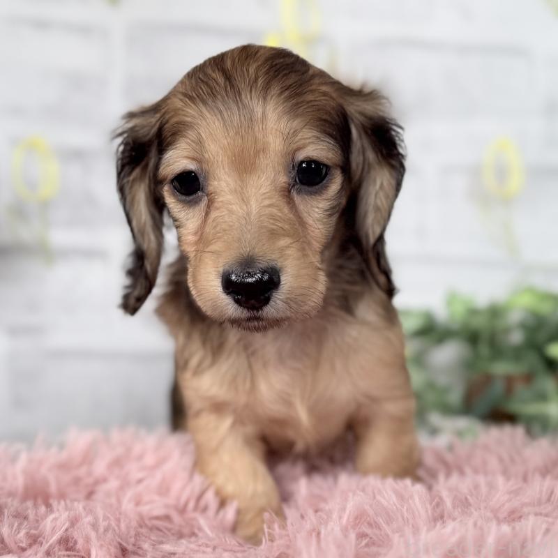 販売中の埼玉県のミニチュアダックスフンド(ロングヘアード)-448496の8枚目