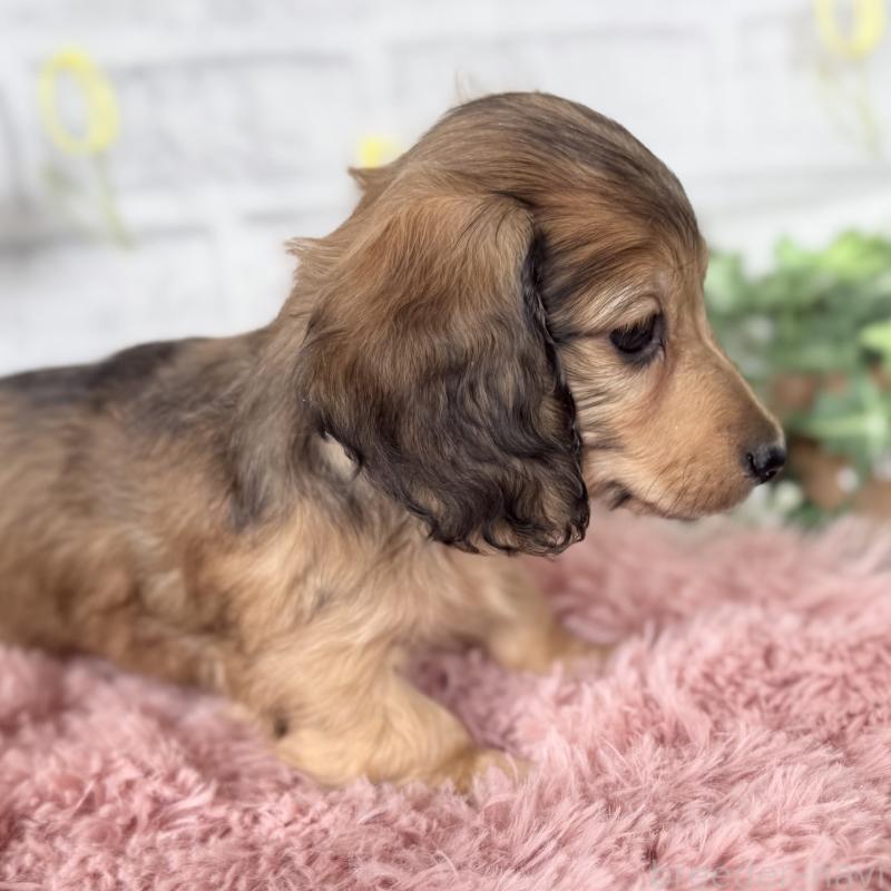 販売中の埼玉県のミニチュアダックスフンド(ロングヘアード)-448496の7枚目