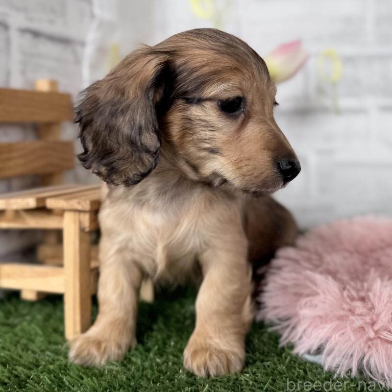 販売中の埼玉県のミニチュアダックスフンド(ロングヘアード)-448496の6枚目