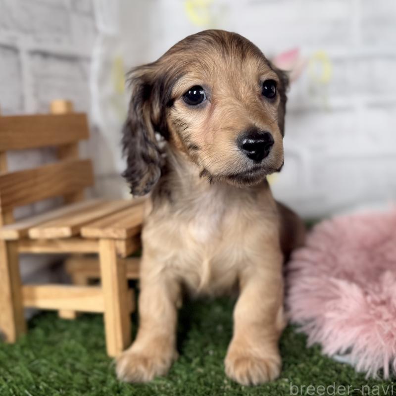 販売中の埼玉県のミニチュアダックスフンド(ロングヘアード)-448496の5枚目