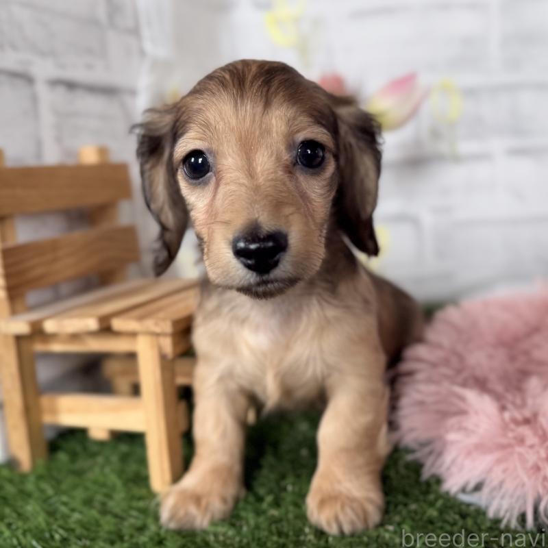 販売中の埼玉県のミニチュアダックスフンド(ロングヘアード)-448496の4枚目