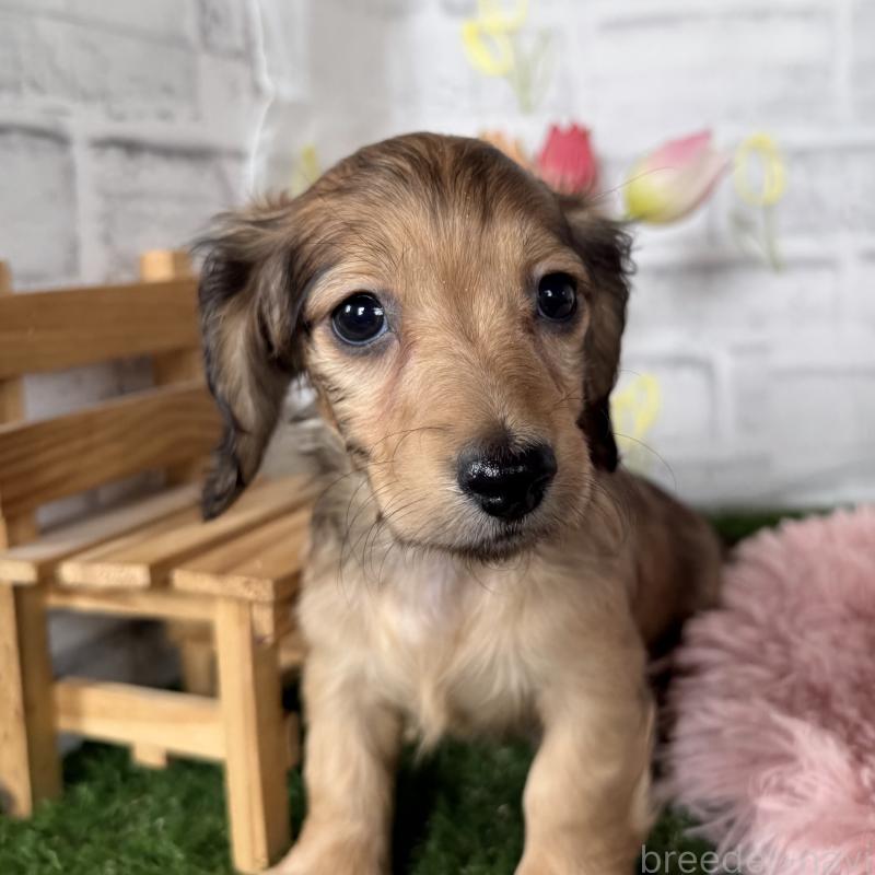 販売中の埼玉県のミニチュアダックスフンド(ロングヘアード)-448496の3枚目