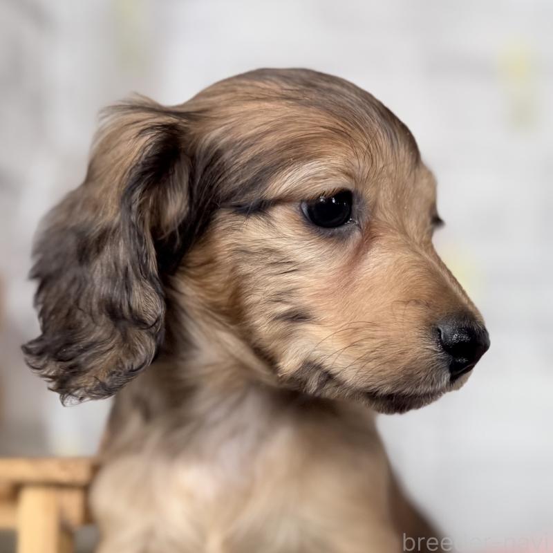 販売中の埼玉県のミニチュアダックスフンド(ロングヘアード)-448496の2枚目