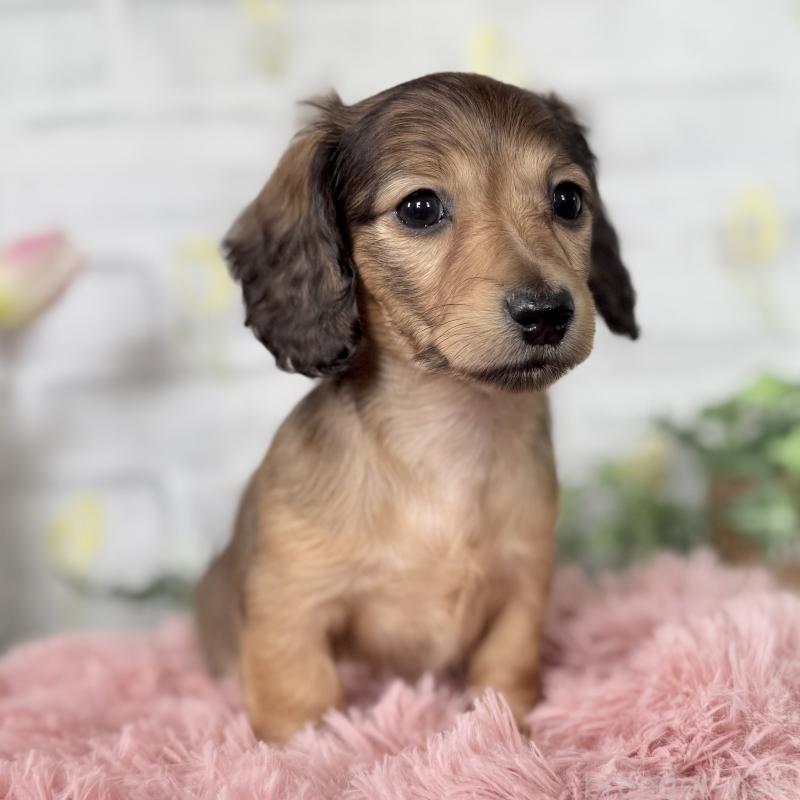 販売中の埼玉県のミニチュアダックスフンド(ロングヘアード)-448497の10枚目