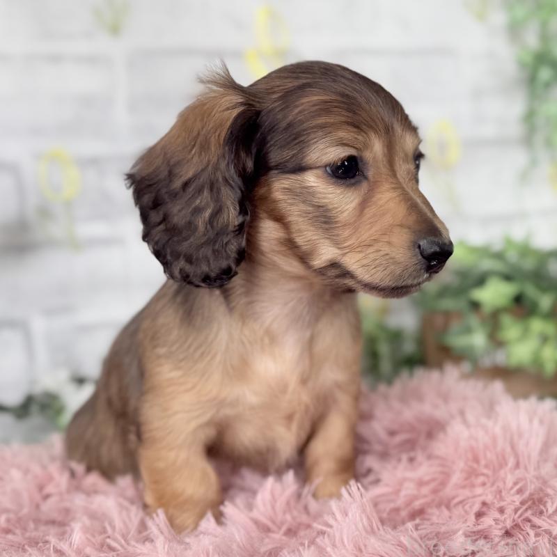 販売中の埼玉県のミニチュアダックスフンド(ロングヘアード)-448497の9枚目