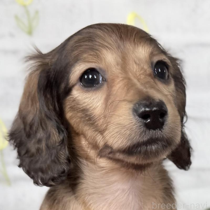 販売中の埼玉県のミニチュアダックスフンド(ロングヘアード)-448497の8枚目