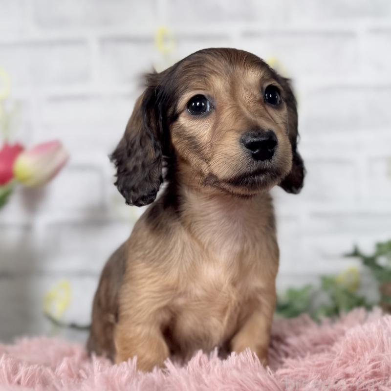 販売中の埼玉県のミニチュアダックスフンド(ロングヘアード)-448497の6枚目