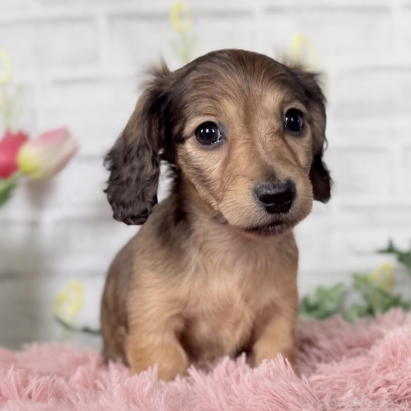 販売中の埼玉県のミニチュアダックスフンド(ロングヘアード)-448497