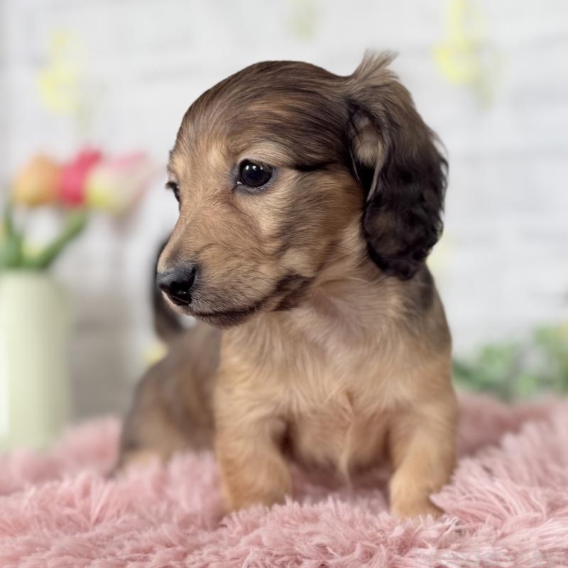 販売中の埼玉県のミニチュアダックスフンド(ロングヘアード)-448497の5枚目