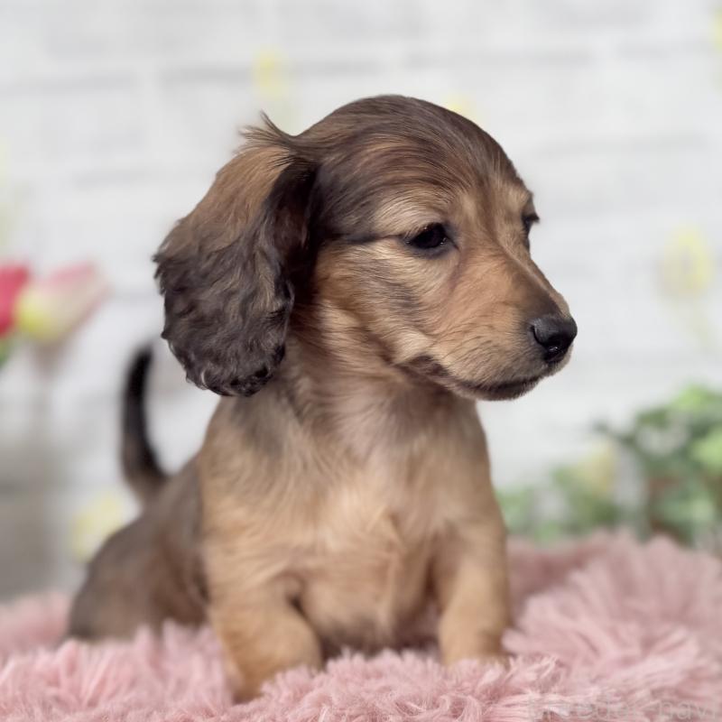 販売中の埼玉県のミニチュアダックスフンド(ロングヘアード)-448497の4枚目