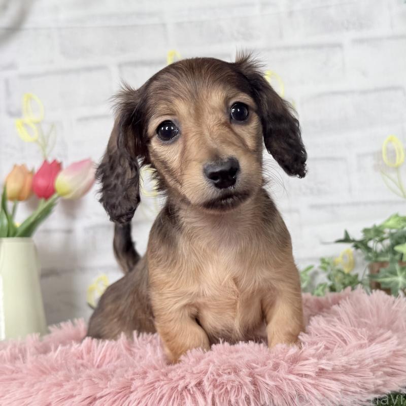 販売中の埼玉県のミニチュアダックスフンド(ロングヘアード)-448497の3枚目