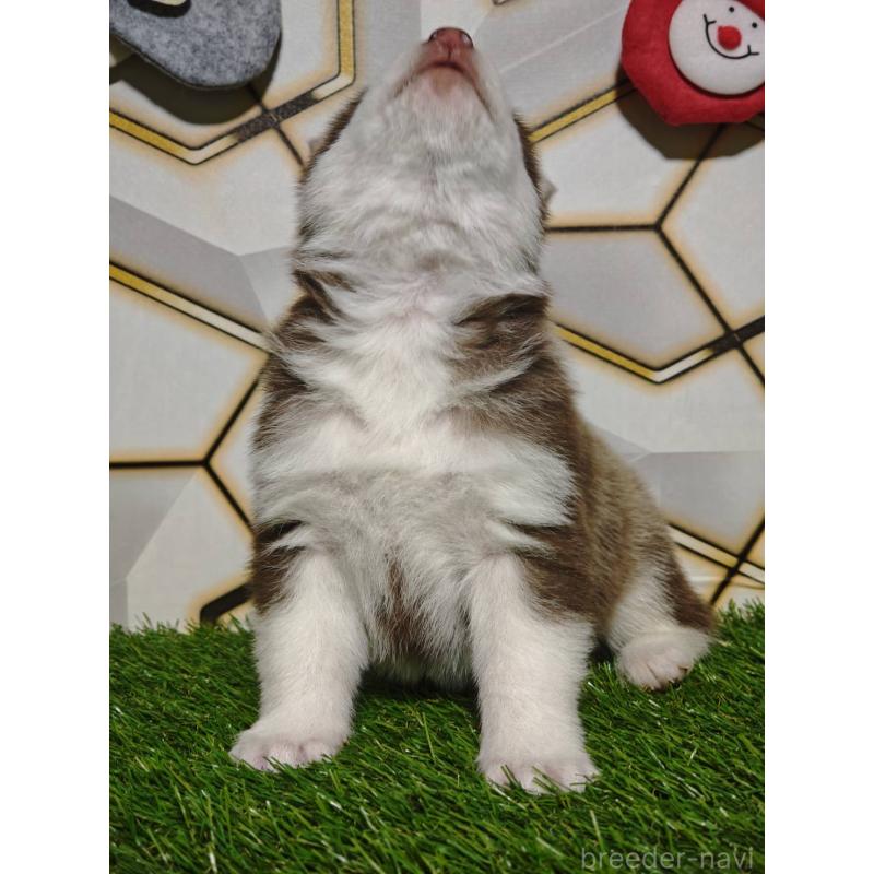 販売中の静岡県のシベリアンハスキー-448498の9枚目