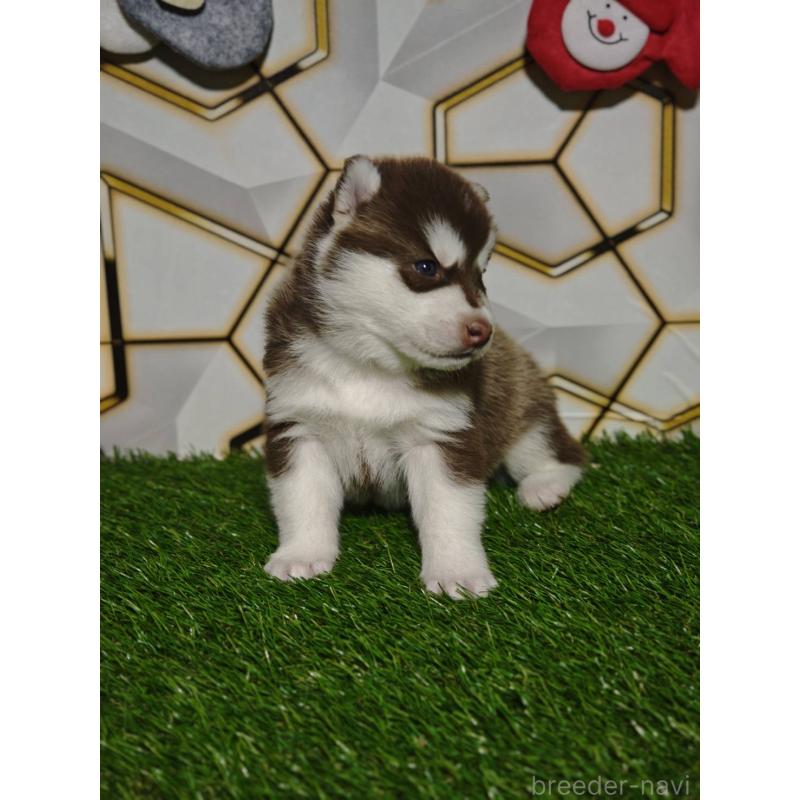 販売中の静岡県のシベリアンハスキー-448498の8枚目