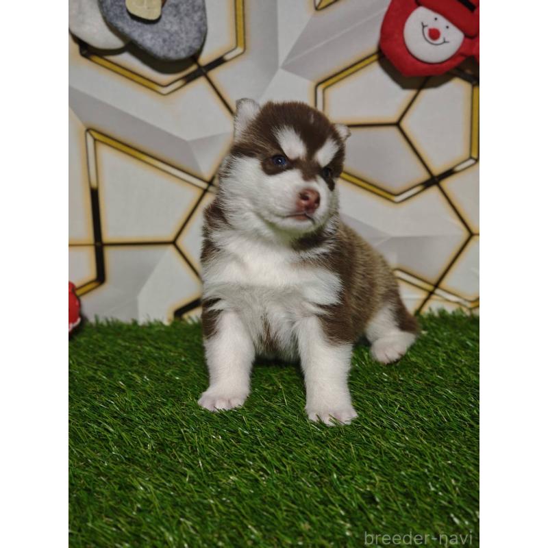 販売中の静岡県のシベリアンハスキー-448498の7枚目