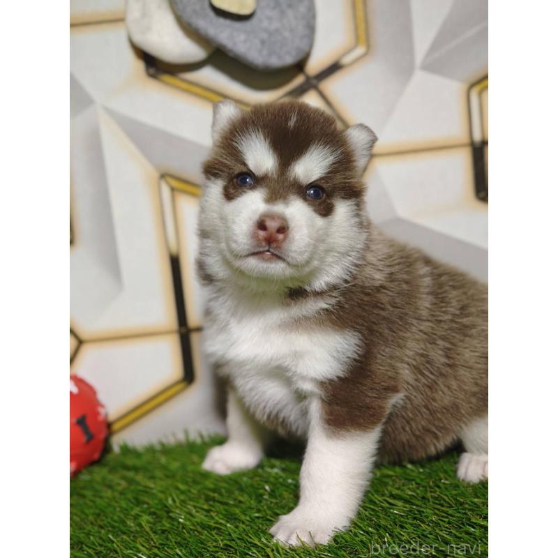 販売中の静岡県のシベリアンハスキー-448498の6枚目