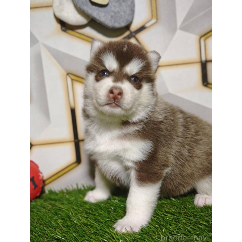 販売中の静岡県のシベリアンハスキー-448498の5枚目