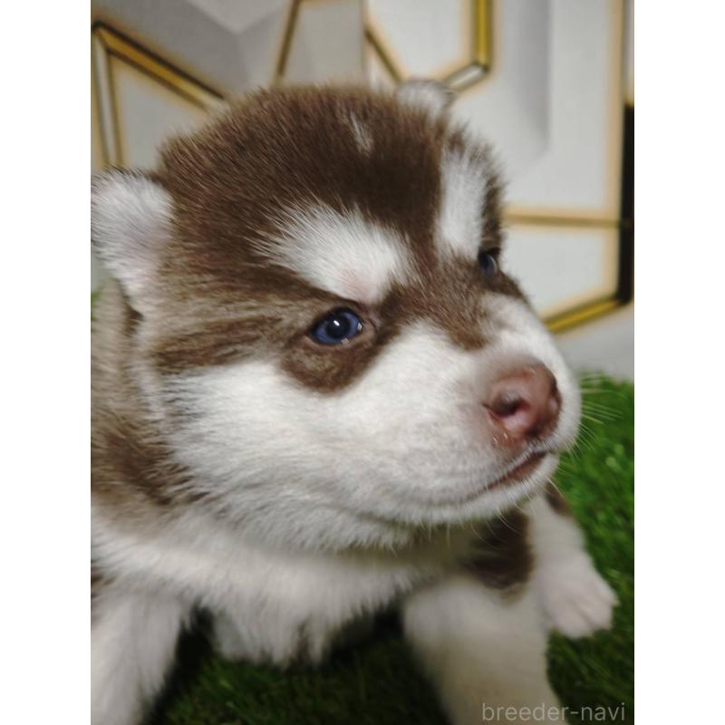 販売中の静岡県のシベリアンハスキー-448498の4枚目