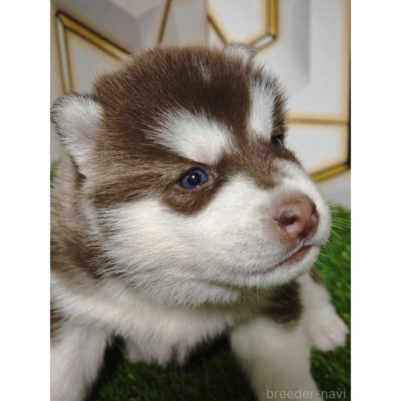 販売中の静岡県のシベリアンハスキー-448498の3枚目