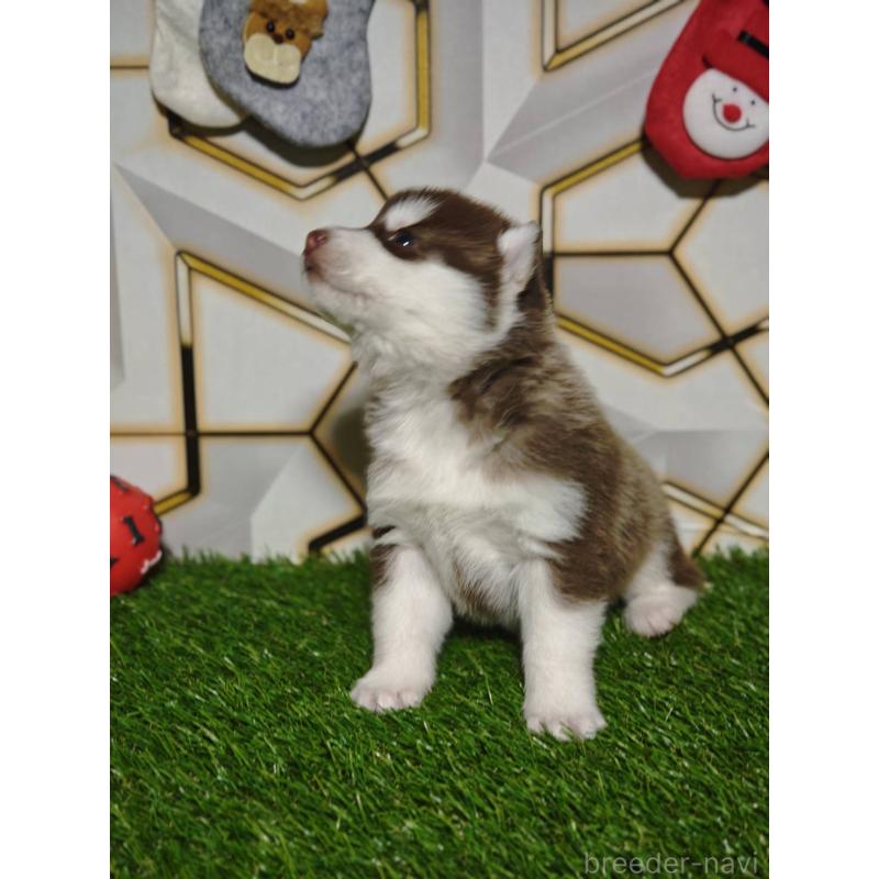 販売中の静岡県のシベリアンハスキー-448498の2枚目