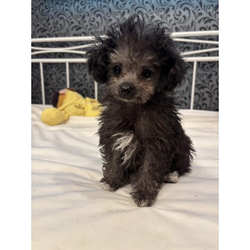 販売中の千葉県のティーカッププードル-448509の5枚目