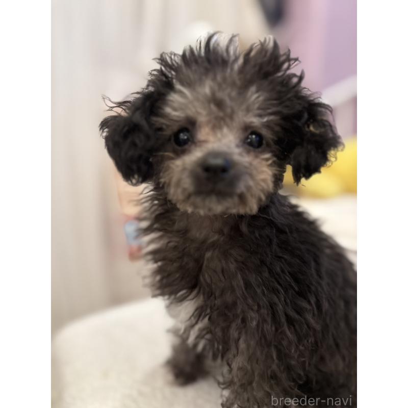 販売中の千葉県のティーカッププードル-448509の3枚目