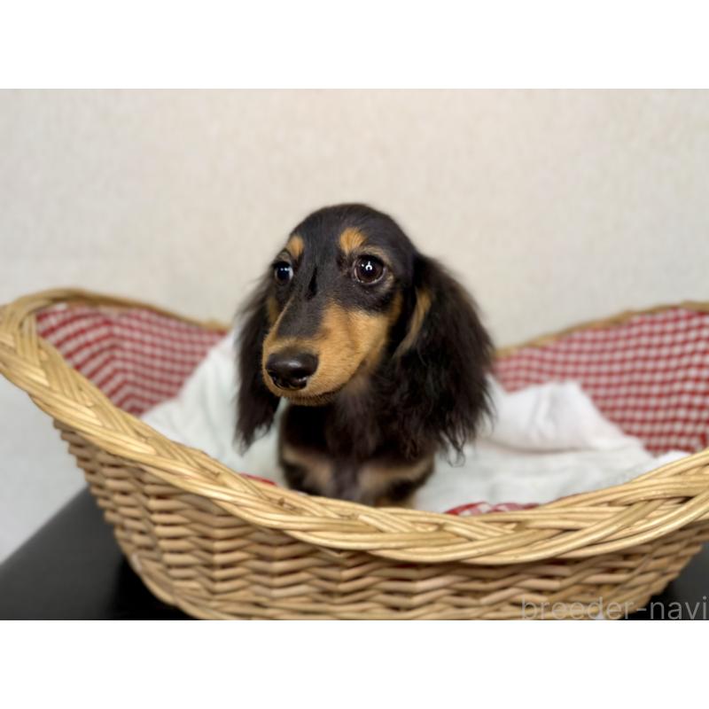 販売中の福岡県のミニチュアダックスフンド(ロングヘアード)-427846の3枚目
