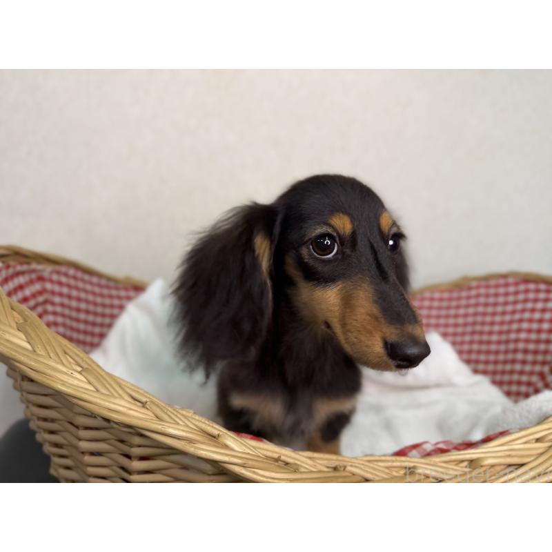 販売中の福岡県のミニチュアダックスフンド(ロングヘアード)-427846の2枚目