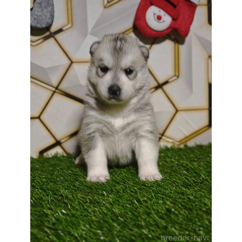 販売中の静岡県のシベリアンハスキー-448499の8枚目