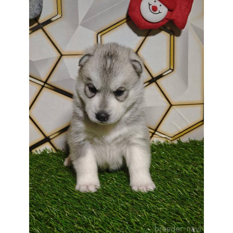 販売中の静岡県のシベリアンハスキー-448499の7枚目