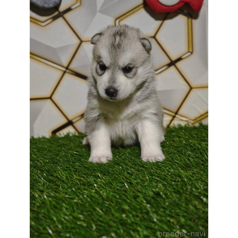 販売中の静岡県のシベリアンハスキー-448499の4枚目