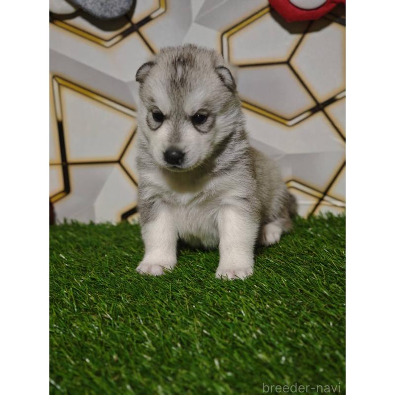 販売中の静岡県のシベリアンハスキー-448499の3枚目
