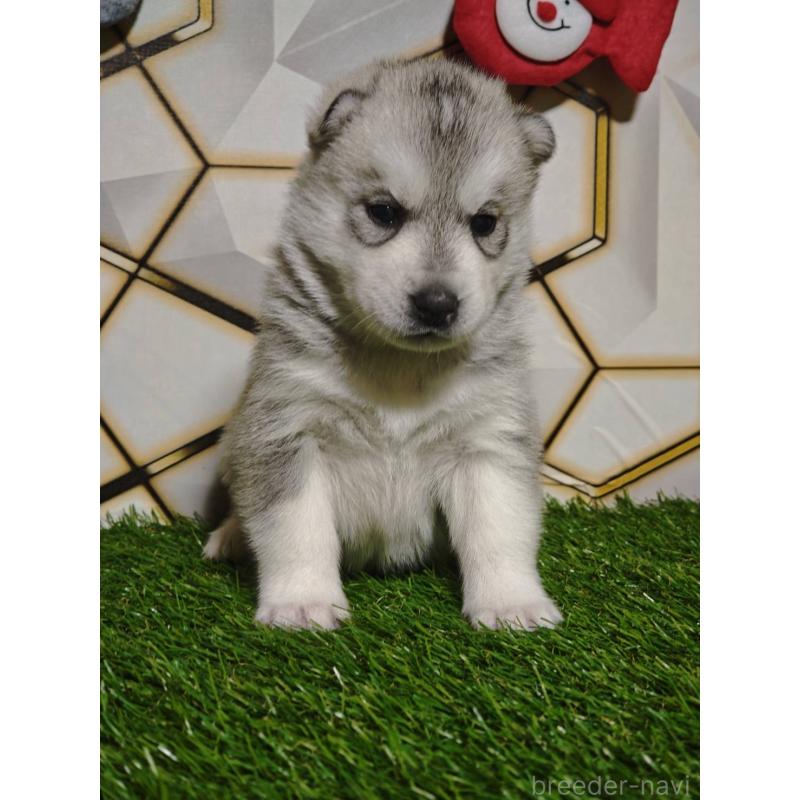 販売中の静岡県のシベリアンハスキー-448499の2枚目