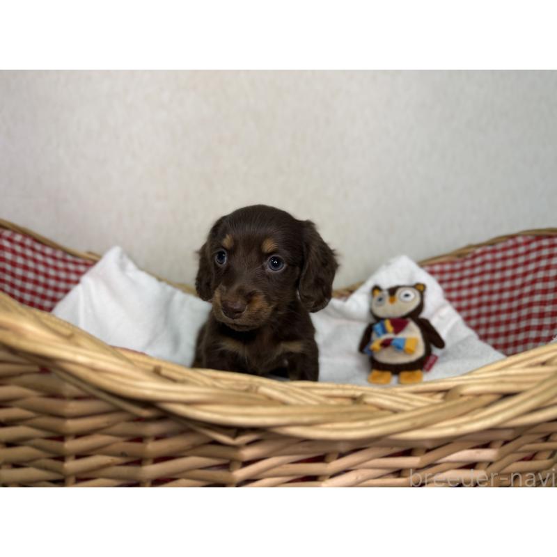 販売中の福岡県のミニチュアダックスフンド(ロングヘアード)-448500の3枚目