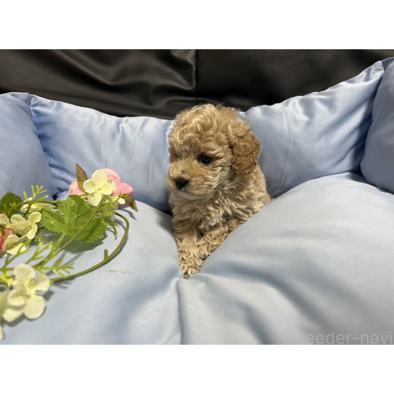 販売中の栃木県のトイプードル-448501の1枚目