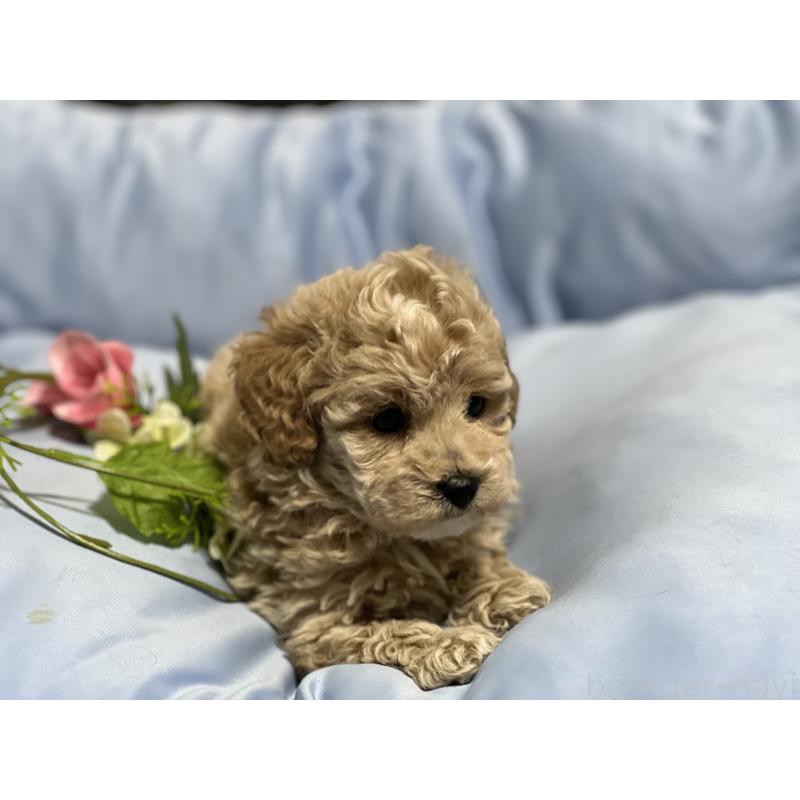 販売中の栃木県のトイプードル-448501の4枚目