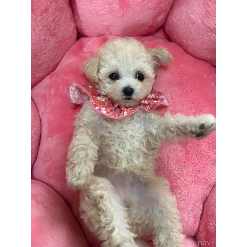 販売中の福岡県のタイニープードル-448504の6枚目