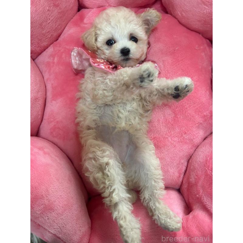 販売中の福岡県のタイニープードル-448504の5枚目