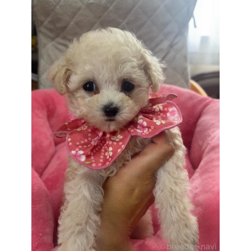 販売中の福岡県のタイニープードル-448504の4枚目