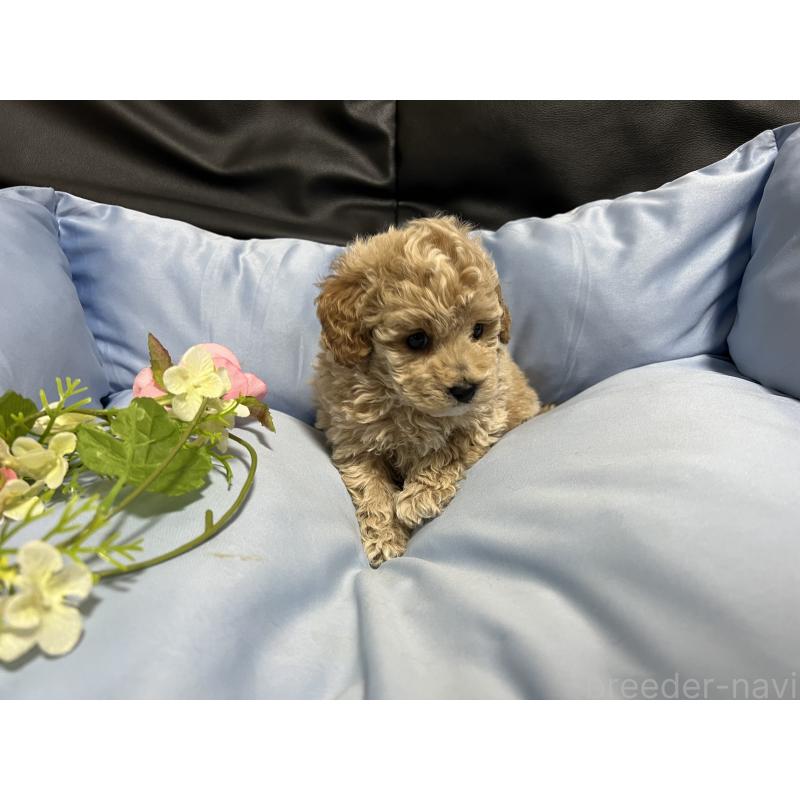 販売中の栃木県のトイプードル-448501の3枚目