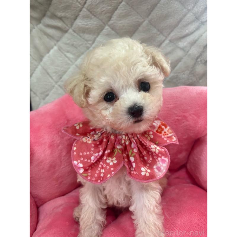 販売中の福岡県のタイニープードル-448504の3枚目