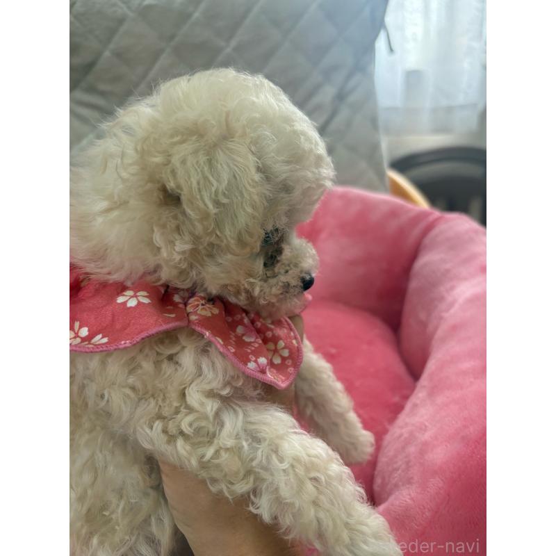 販売中の福岡県のタイニープードル-448504の2枚目