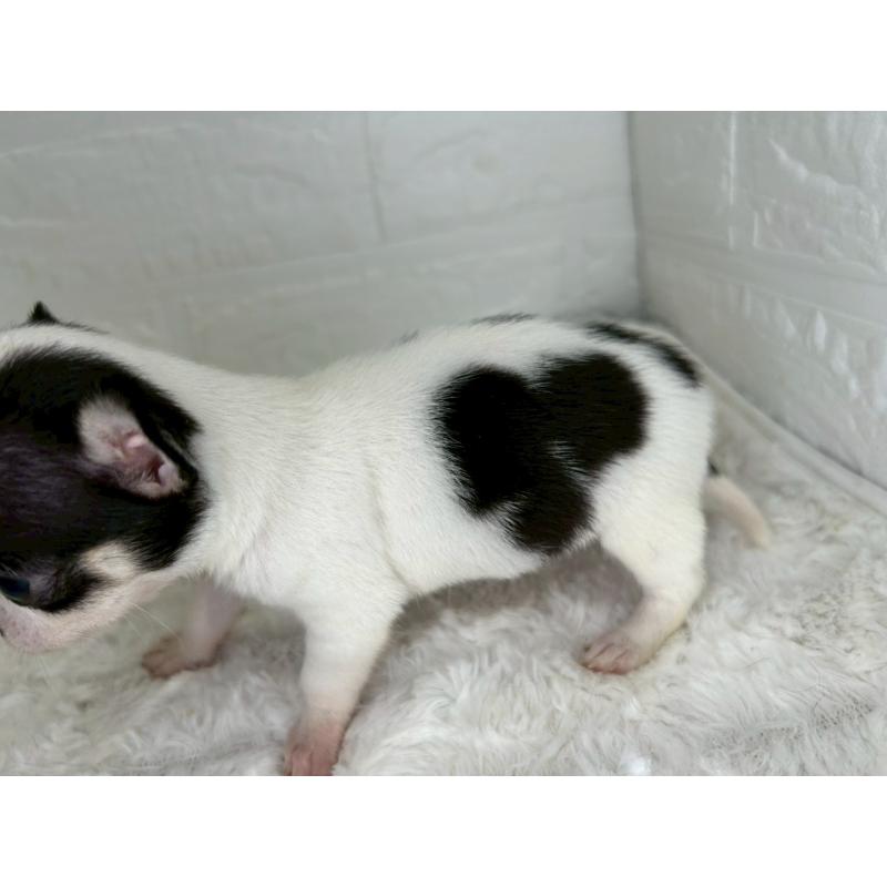 販売中の茨城県のチワワ(スムースコート)-448502の10枚目