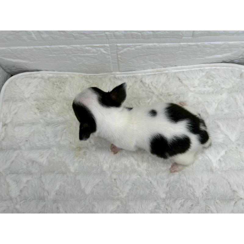 販売中の茨城県のチワワ(スムースコート)-448502の9枚目