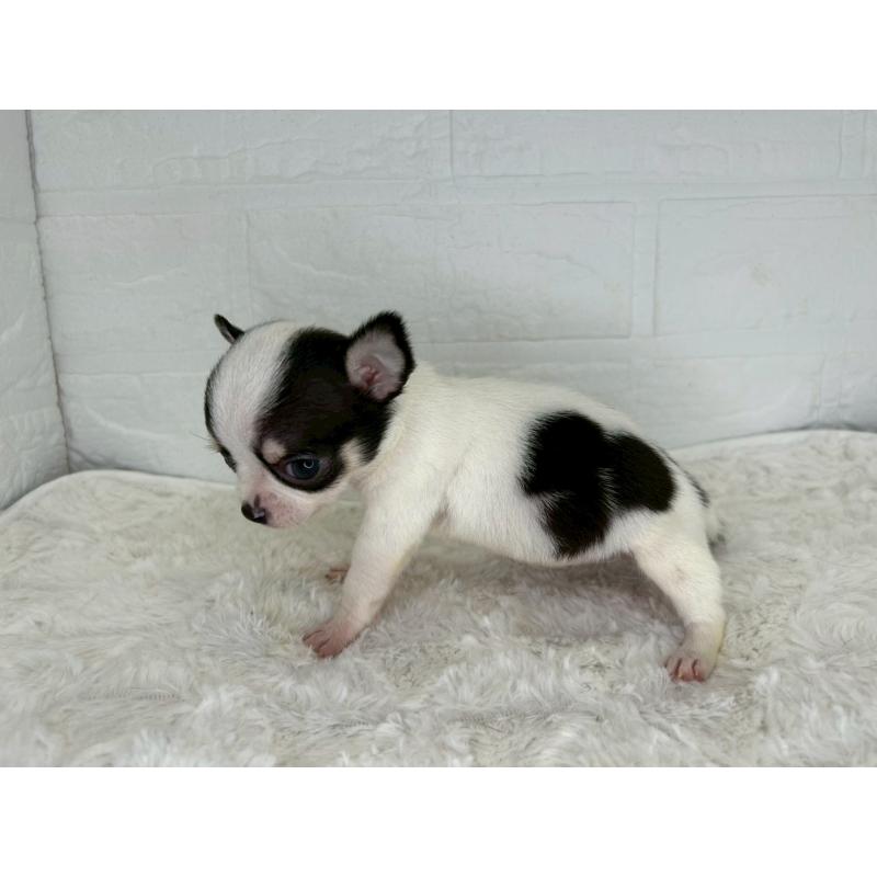 販売中の茨城県のチワワ(スムースコート)-448502の8枚目