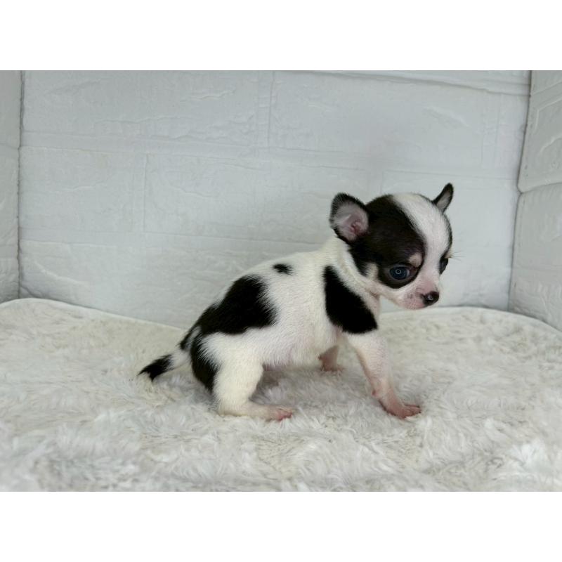 販売中の茨城県のチワワ(スムースコート)-448502の7枚目