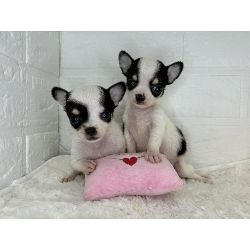 販売中の茨城県のチワワ(スムースコート)-448502の2枚目